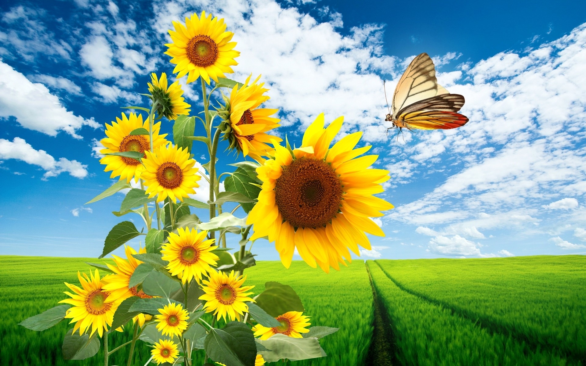 awesome, Nature, High Definition, Fresh, sunflower, butterfly ...