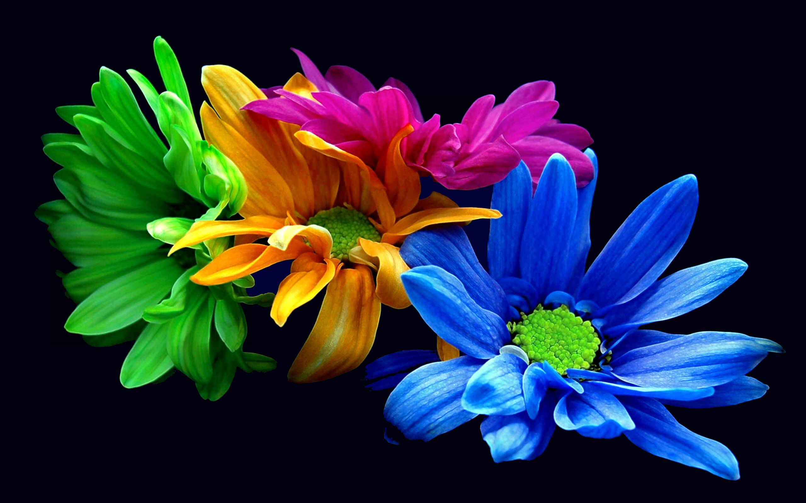 5195 Flower HD Wallpapers | Backgrounds - Wallpaper Abyss