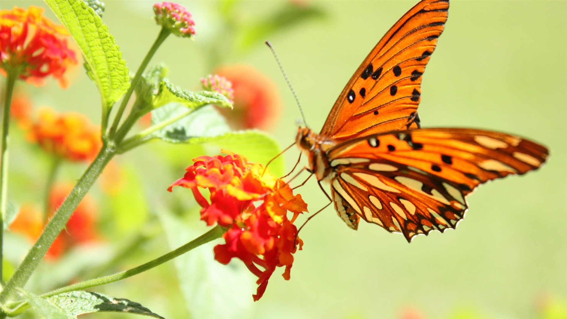 Wallpapers Nature Flowers Butterfly And P Hd 1920x1080 | #375949 ...