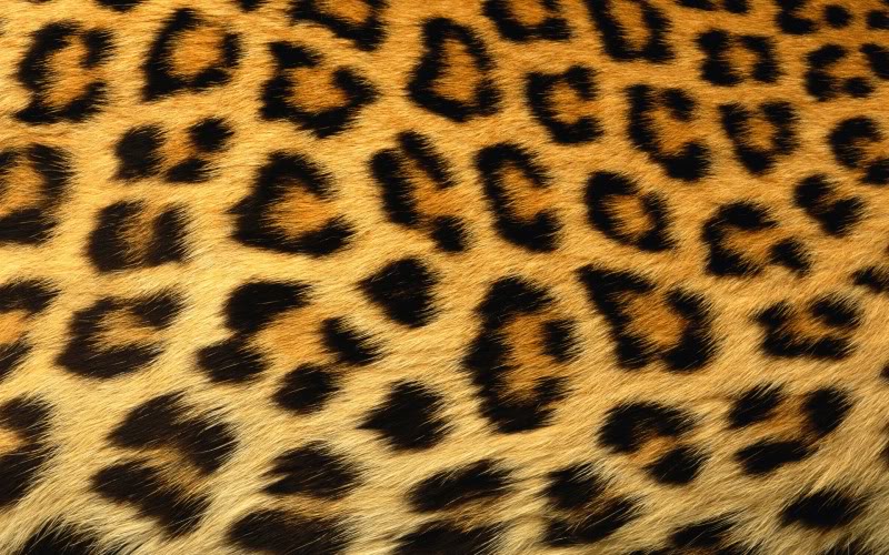 cheetah-skin-pattern-backgrounds-pi.jpg Photo by waitsman ...