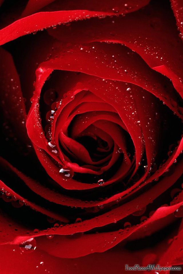 Iphone 4 640 X 960 Red Rose Wallpaper And Background Iphone 4