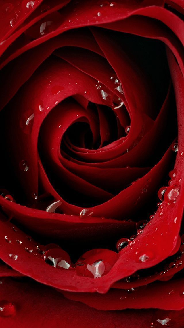 Rose Wallpaper For Iphone 5 | HD Wallpapers
