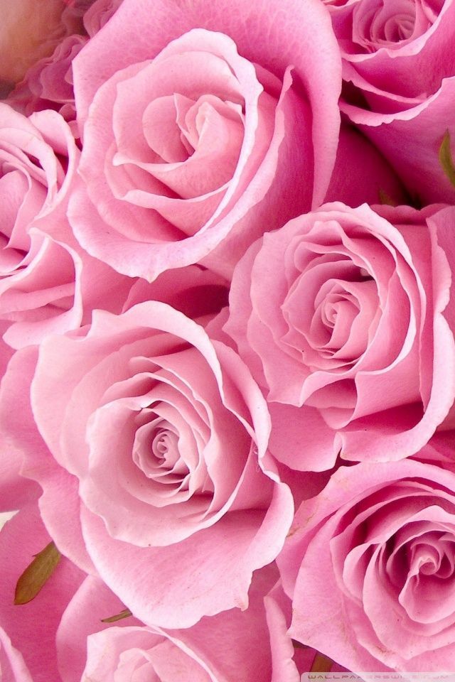 Pink Roses Close-up HD desktop wallpaper : High Definition ...