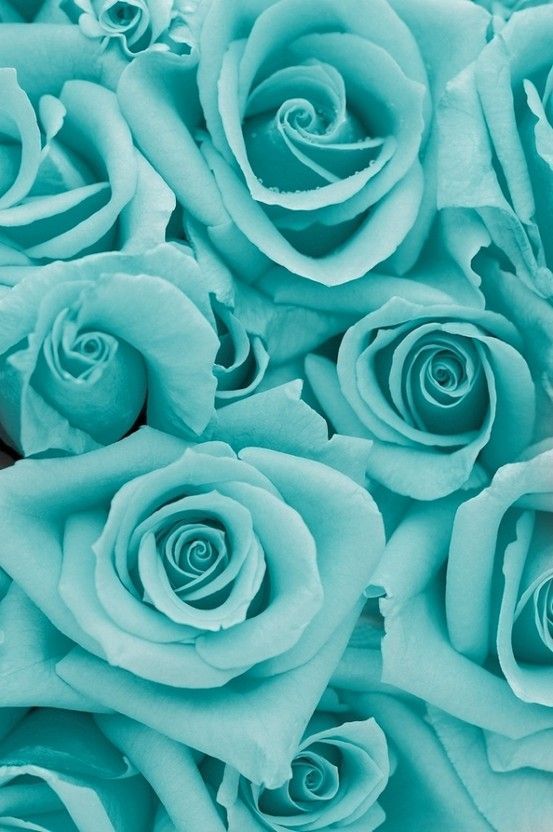 Aqua/Blue Roses iPhone Wallpaper | W A L L P A P E R S | Pinterest ...