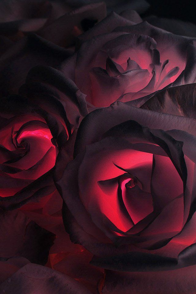 FREEIOS7 black rose - parallax HD iPhone iPad wallpaper