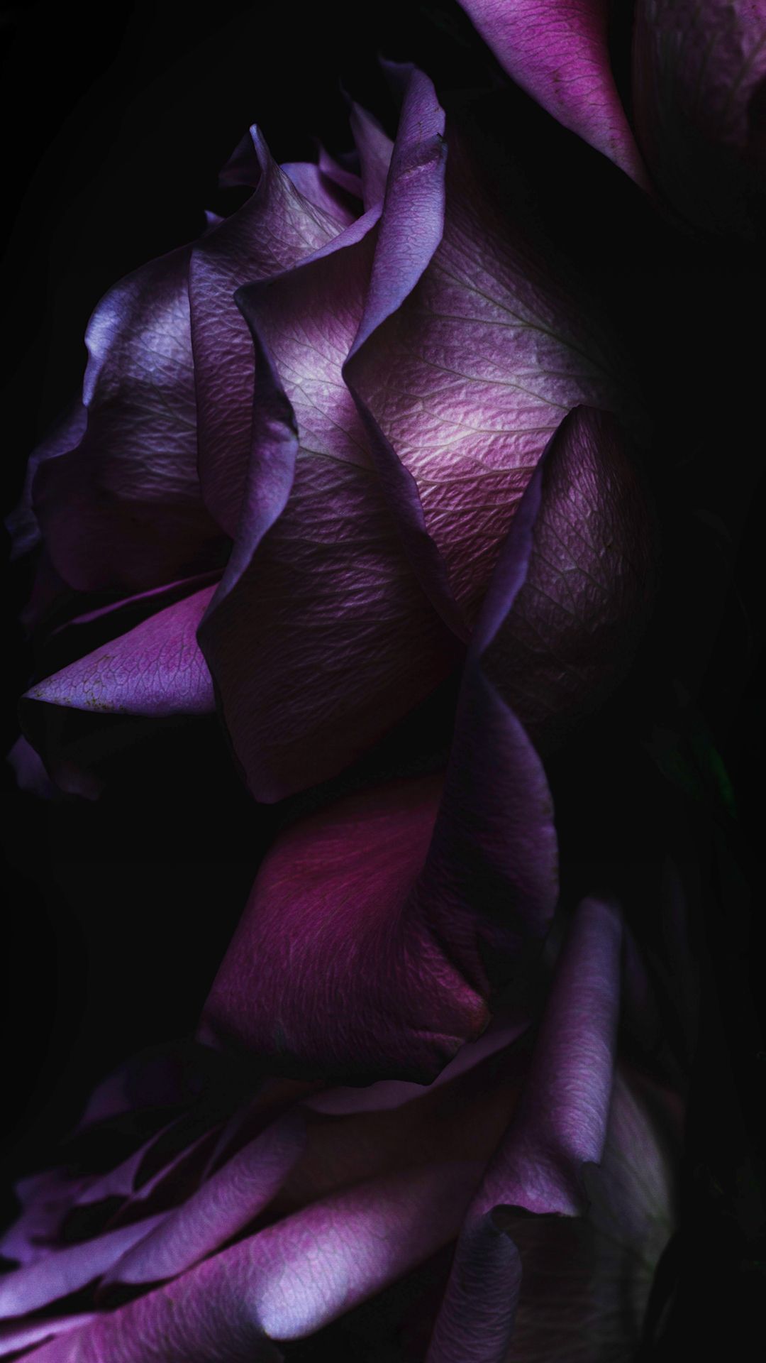 IOS9 Purple Rose Flower Art Wallpaper iPhone 6 Wallpaper Download