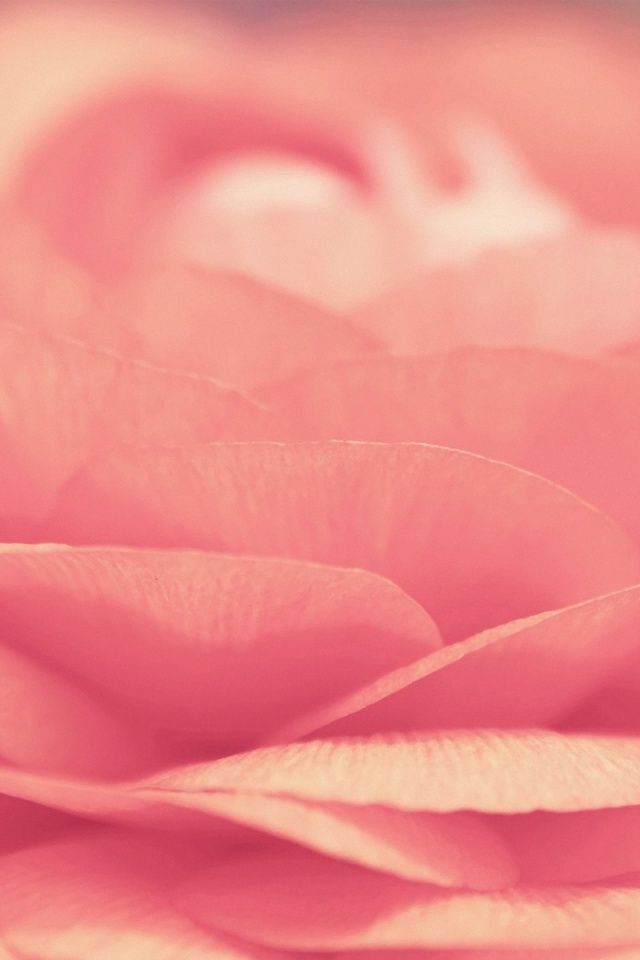 640x960 Pink Rose Iphone 4 wallpaper