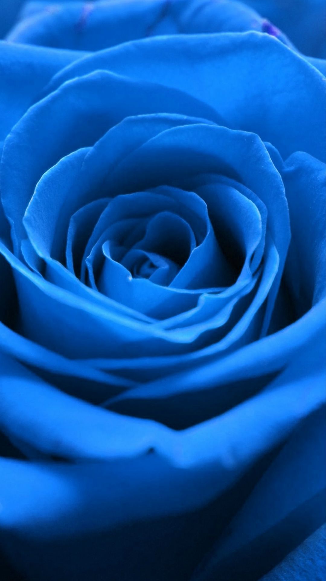 Nature Blue Rose Flower Macro iPhone 6 Wallpaper Download iPhone