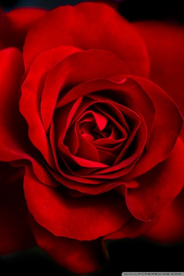 Rose Hd Wallpapers 1080p For Android Mobile