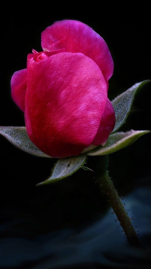 Rose Wallpaper For Iphone 5 Cool With Image Of Rose Wallpaper ...