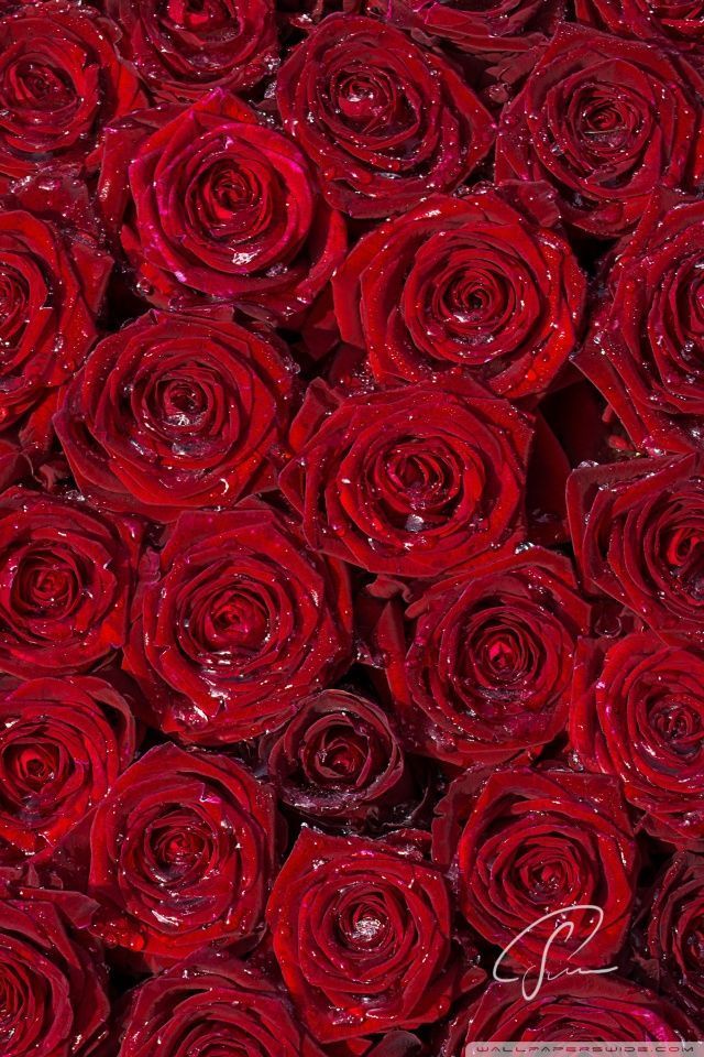 Red Roses Background HD desktop wallpaper : Widescreen : High ...