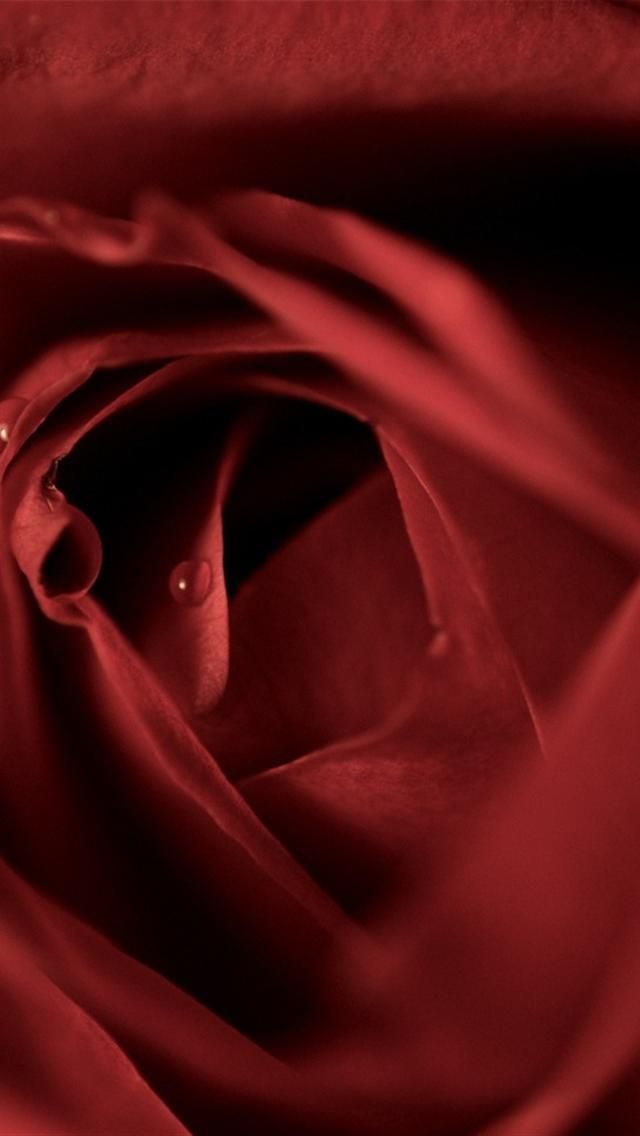 Rose Wallpaper For Iphone 5 Wallpapers With Images Of Rose ...