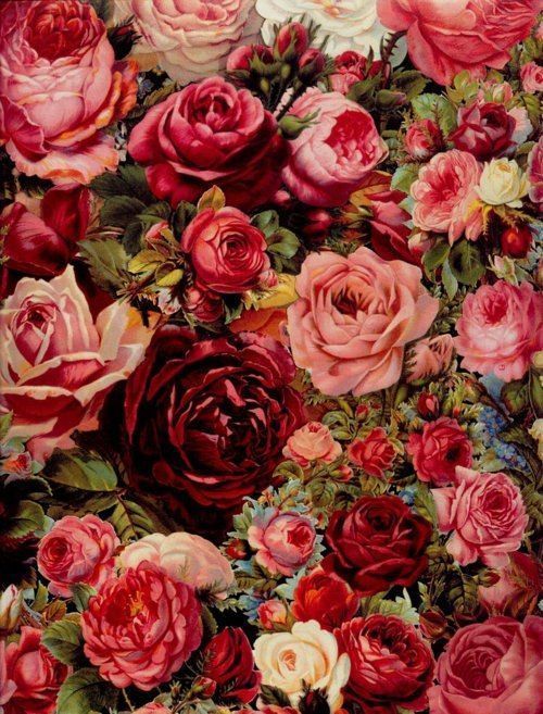 roses #wallpaper #red #pink #color | iphone closet | Pinterest ...