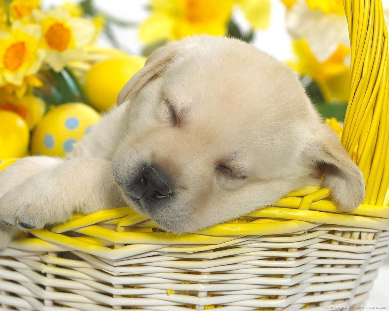Download 1280x1024 Cute Puppy Sleeping In An Easter Basket Wallpaper