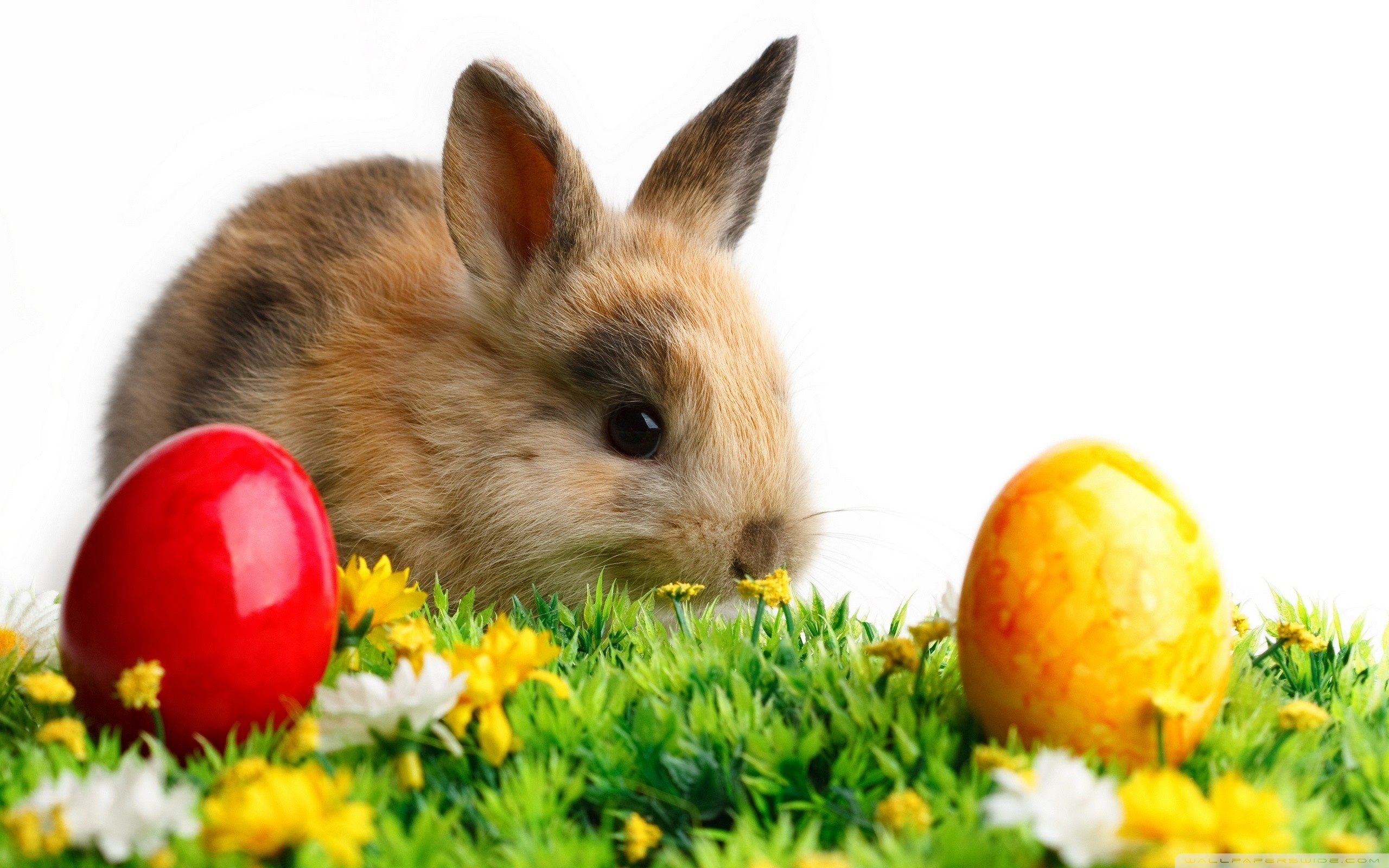 Easter Cute Rabbit HD desktop wallpaper : High Definition : Mobile