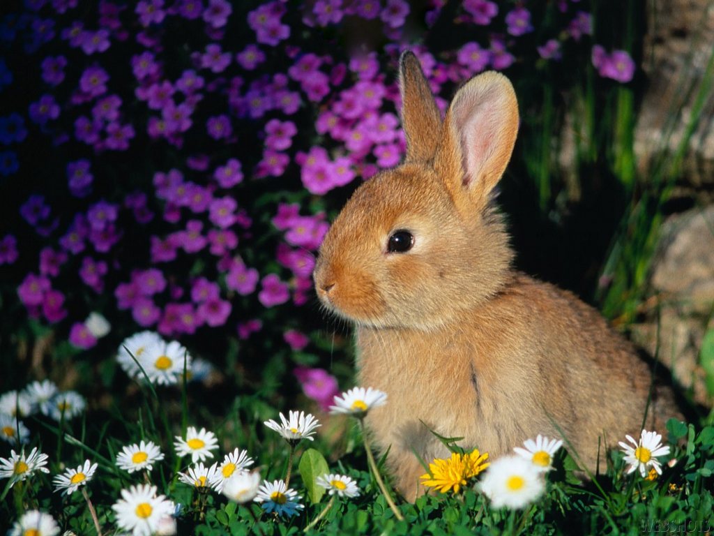 Download Cute Easter Free Wallpapers