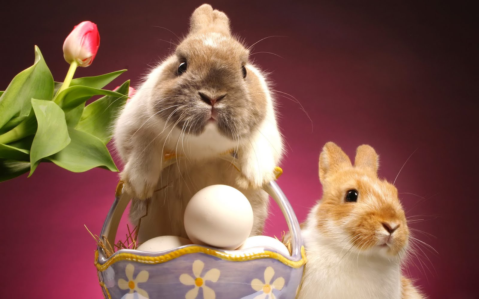 6 Cute Bunny Rabbit Easter Wallpapers for Desktop | Free Christian ...