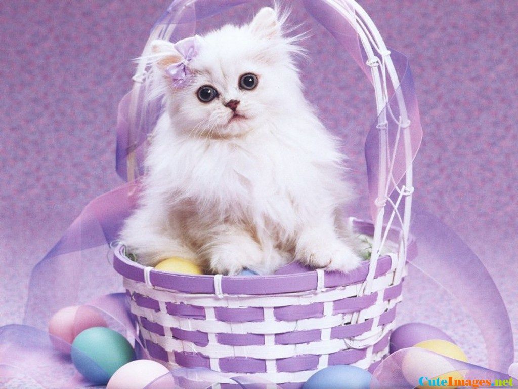 Free Easter Cat Wallpaper name - CuteImages.net