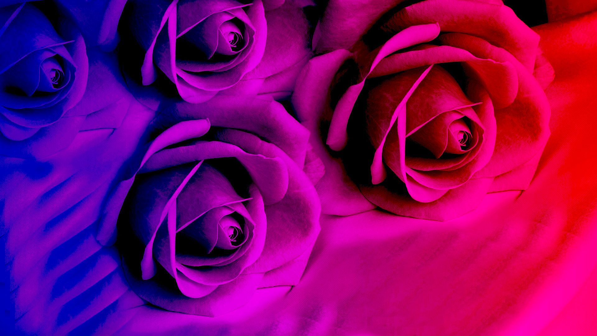 Purple roses in bright color wallpapers and images - wallpapers ...