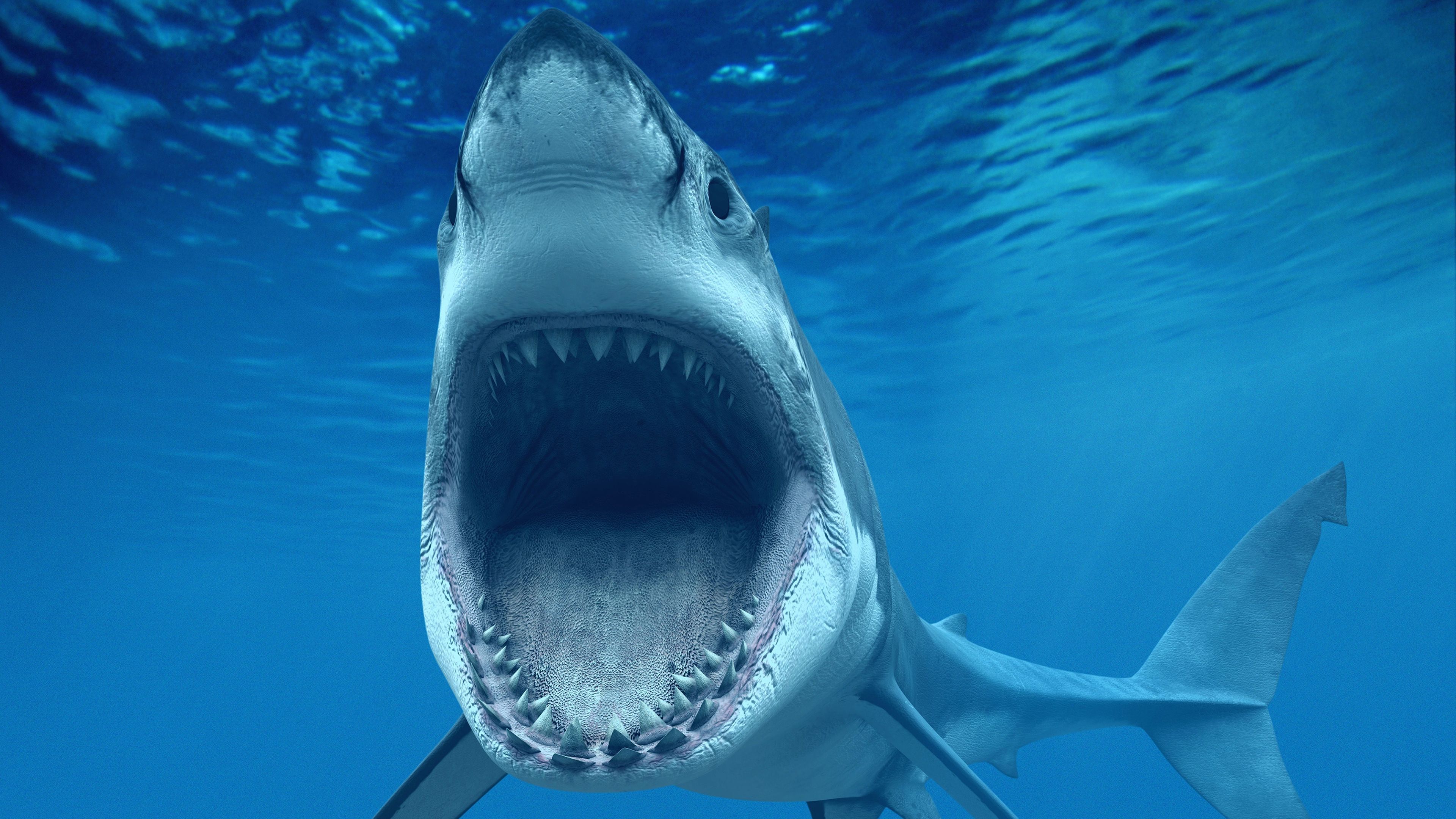 White shark jaws ultra HD wallpaper Ultra HD 4K Backgrounds