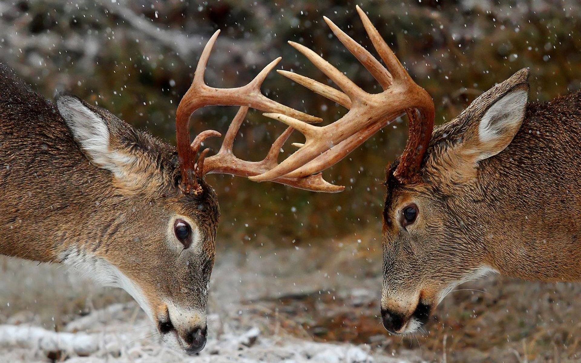 Deer HD Wallpaers Deer HD Images and Pictures Cool Backgrounds