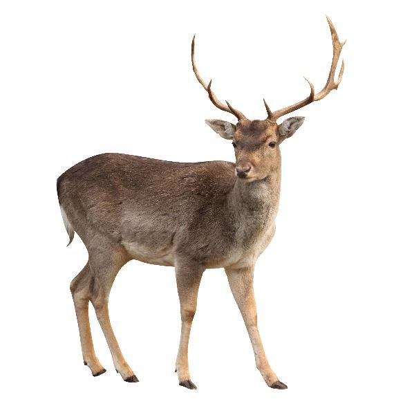 Buck Deer in White Background - Deer Facts and Information