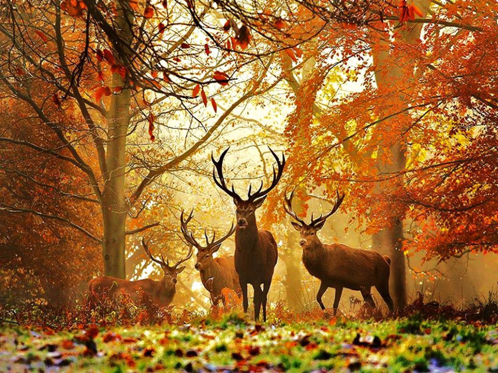 Hunting HD Wallpaper, Hunting Images Free, New Backgrounds