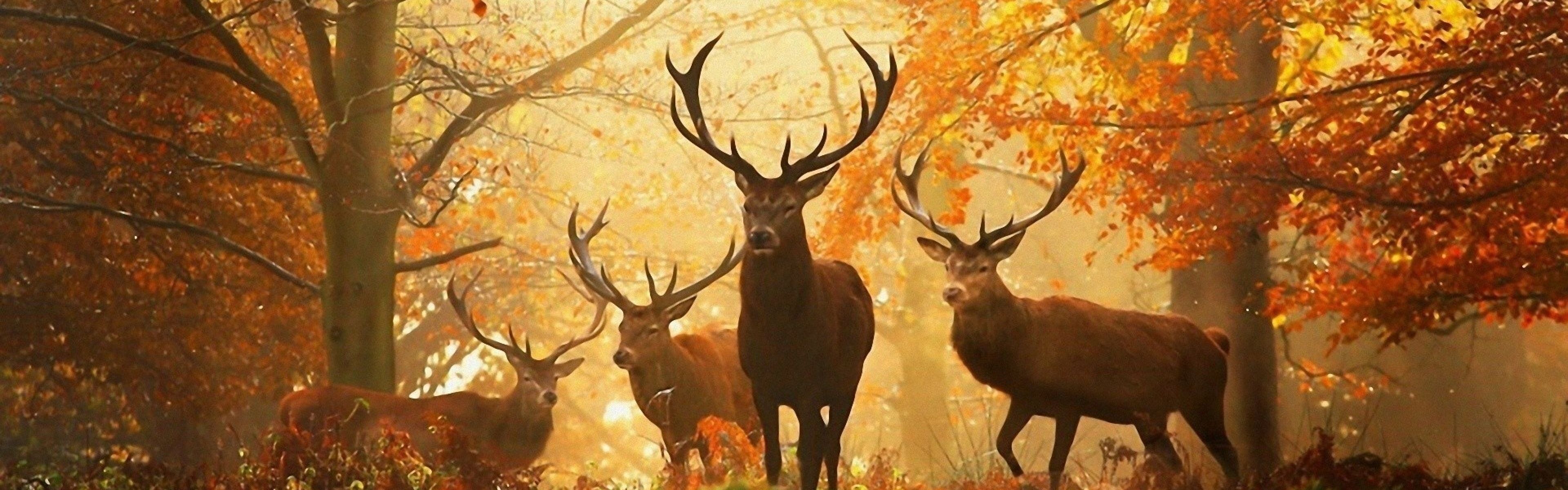 Download Wallpaper 3840x1200 Deer, Grass, Leaves, Autumn, Trees ...