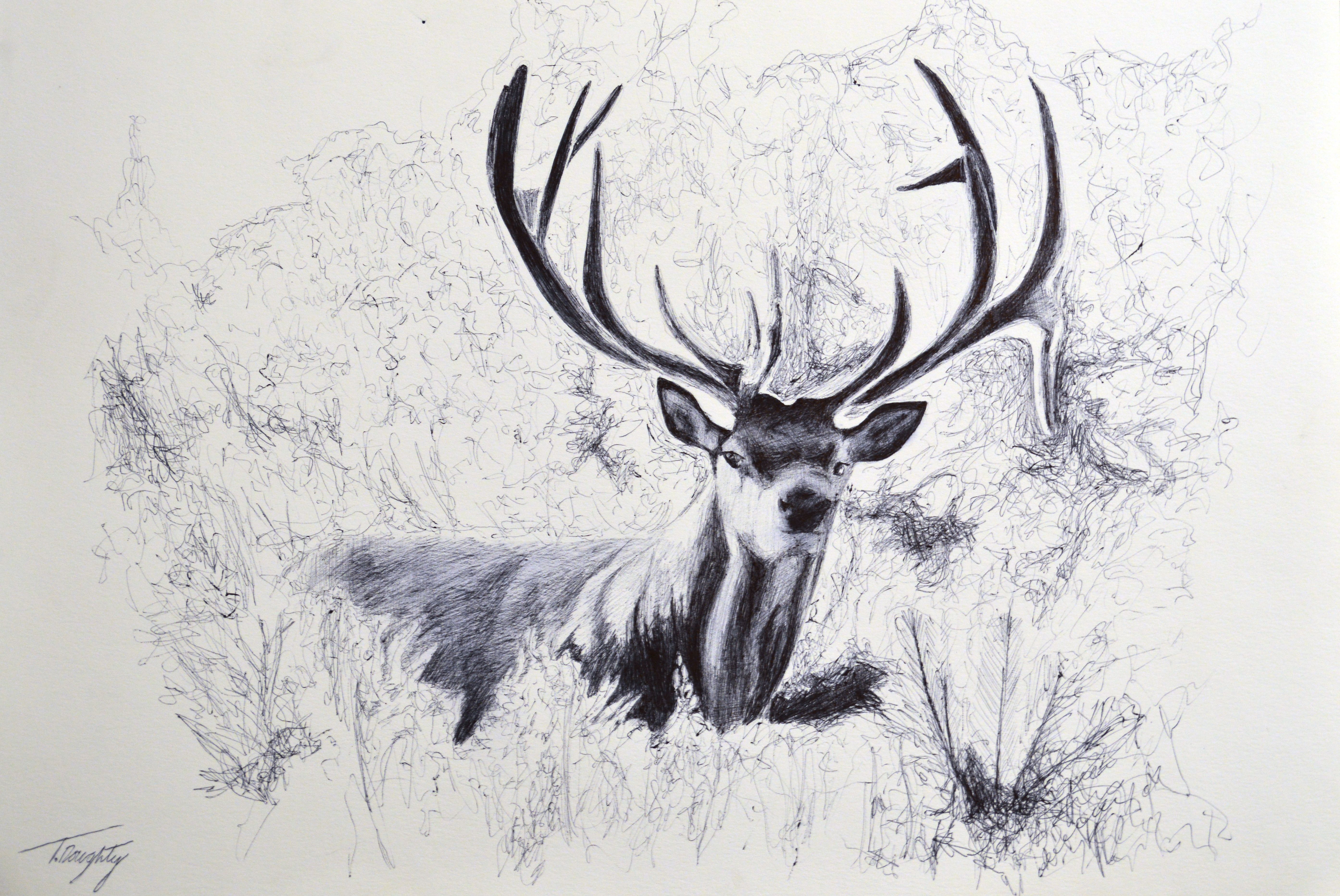 Deer biro drawing by TyDoughty on DeviantArt