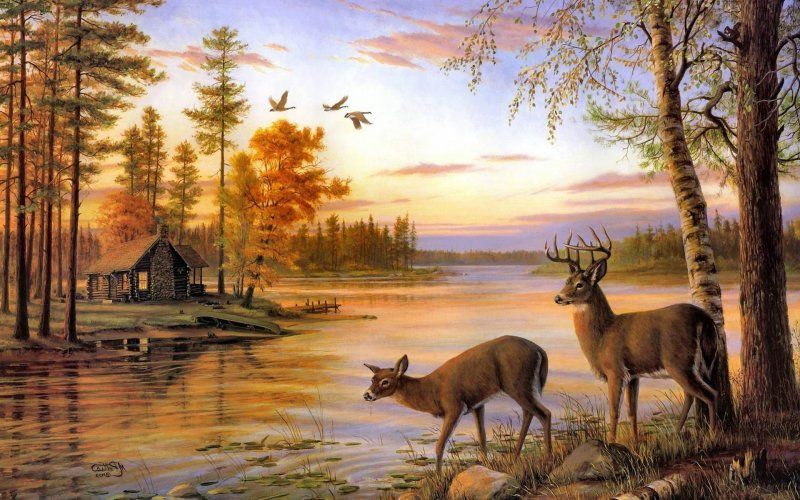 In Hd Deer Background Wallpapers Deer Desktop Wallpapers In Hd