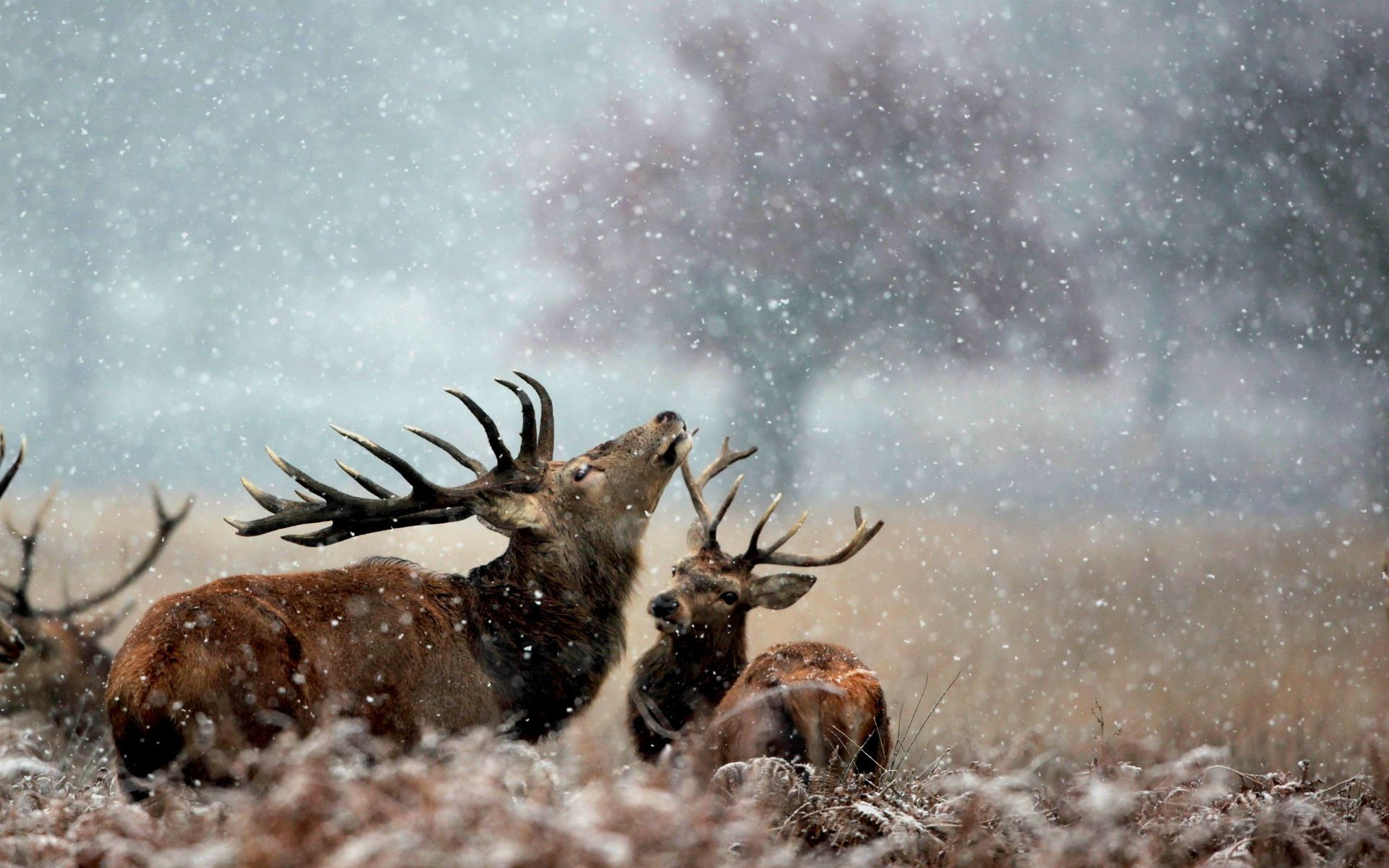 Amazing Deer Animal On Snowfall Wallpaper Back #11327 Wallpaper ...