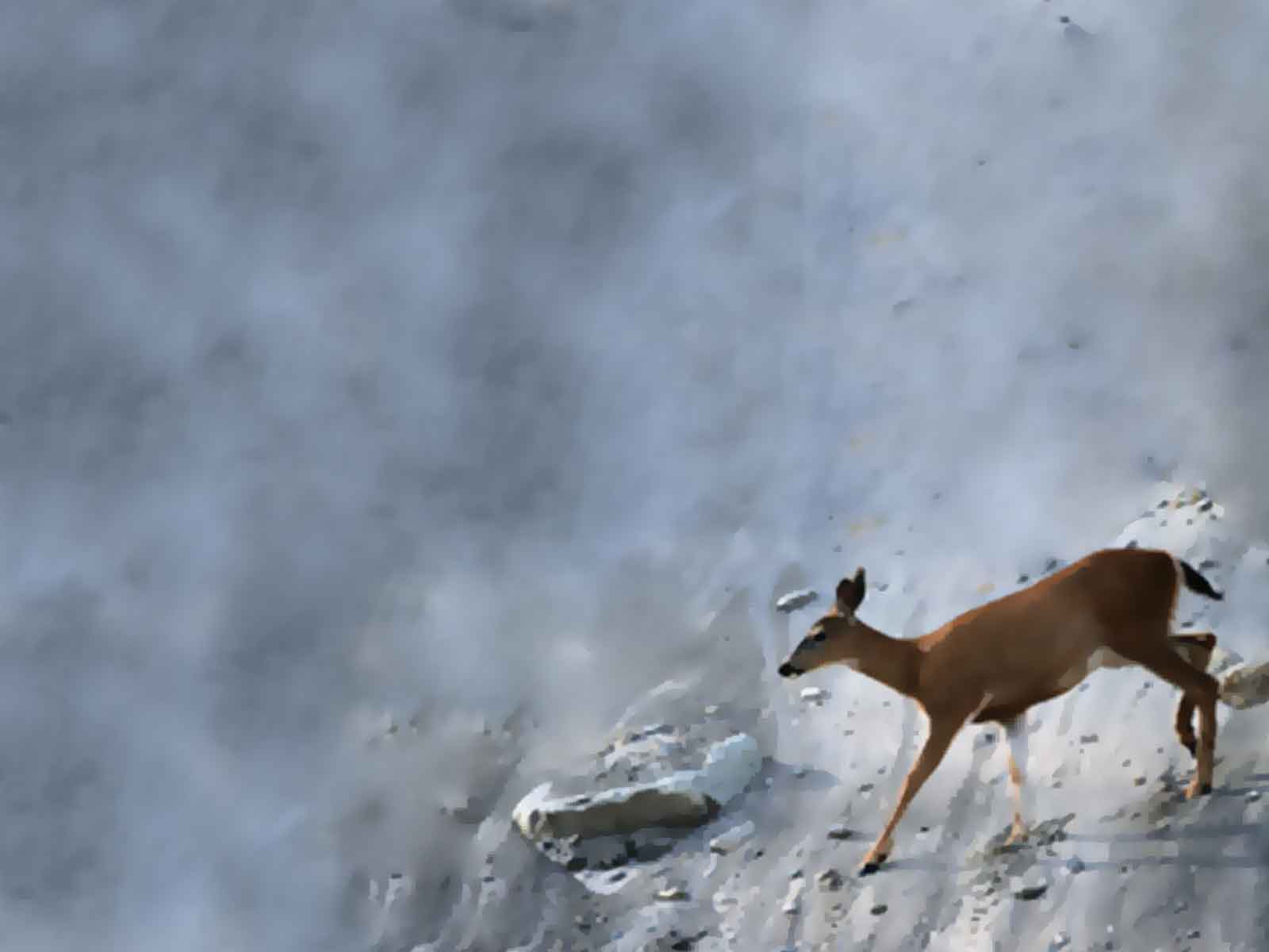 HD Animal Wallpapers: HD Deer wallpapers
