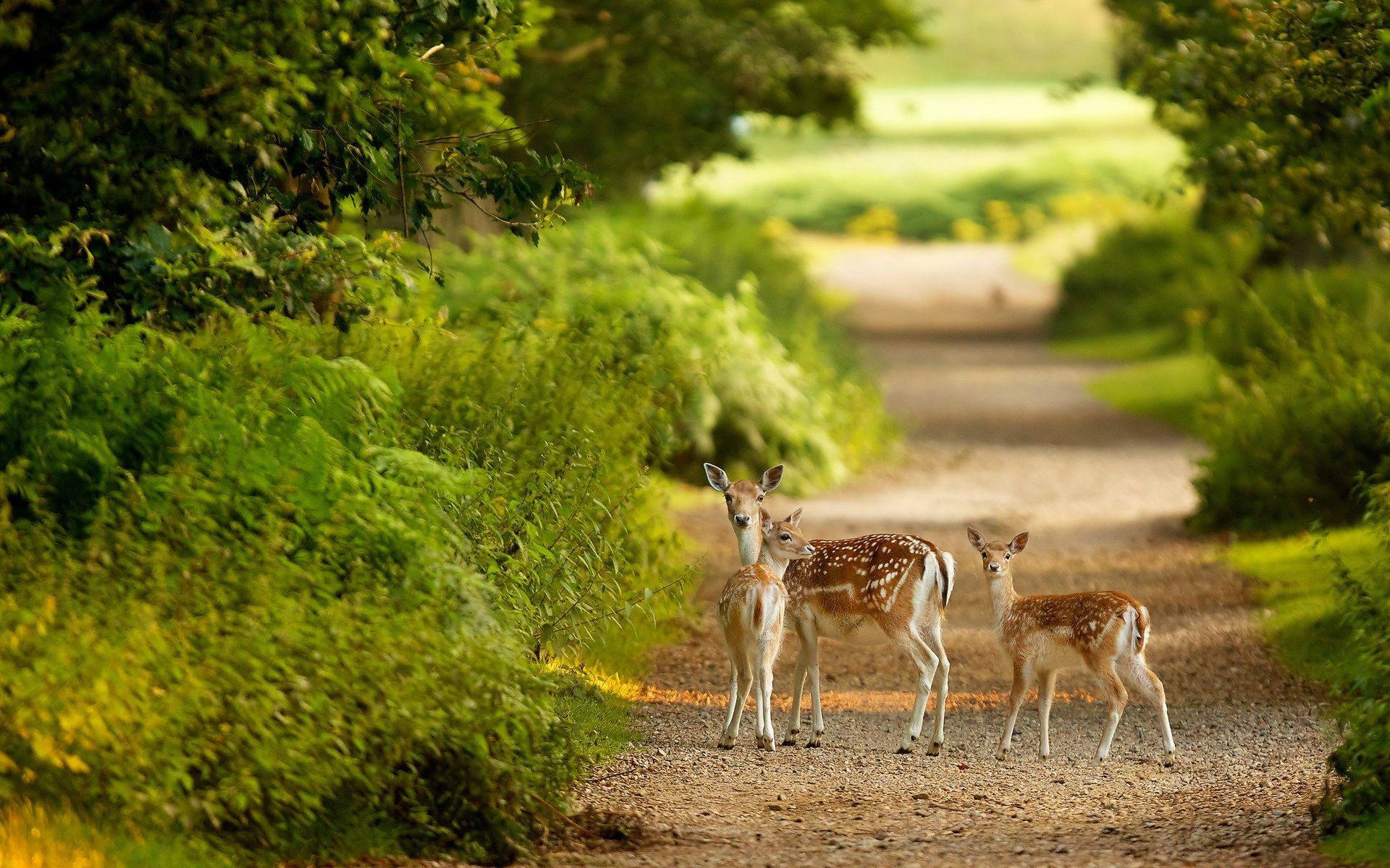 Beautiful Deer Desktop Wallpapers | One HD Wallpaper Pictures ...