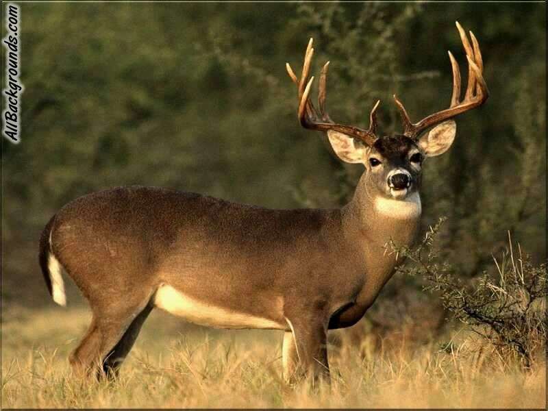 deer photo profile