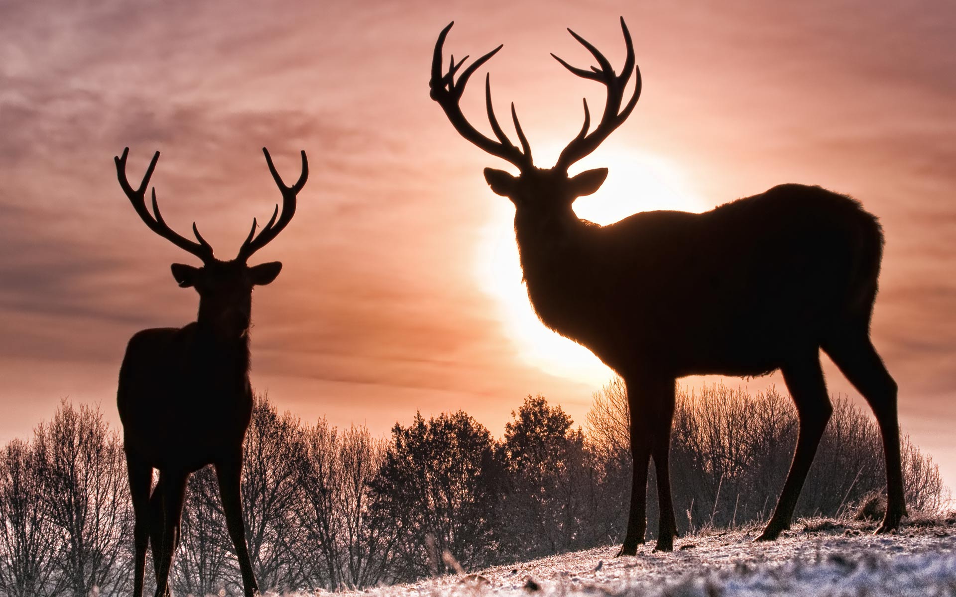 Desktop Wallpaper · Gallery · Animals · Young deer buck | Free ...