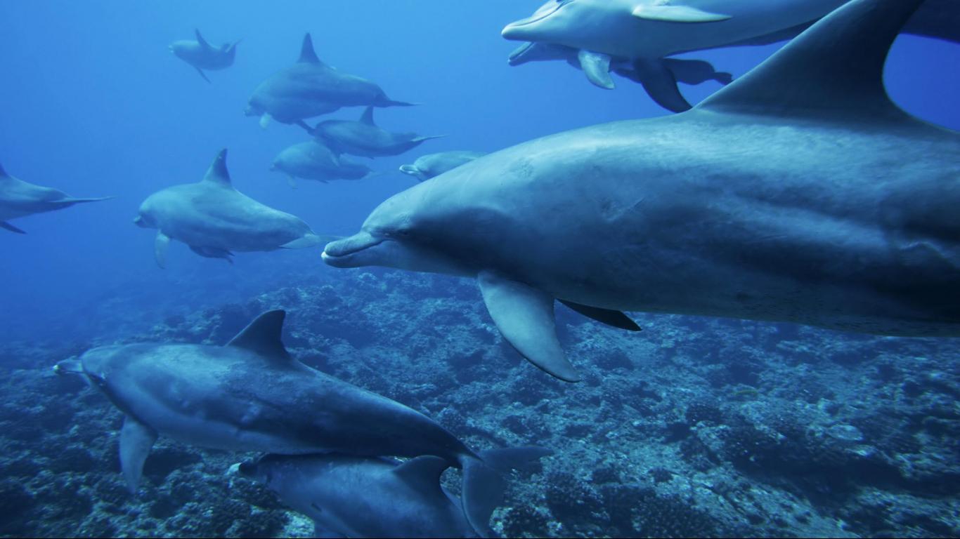 Underwater world Dolphins desktop wallpaper background 1366x768 hd ...
