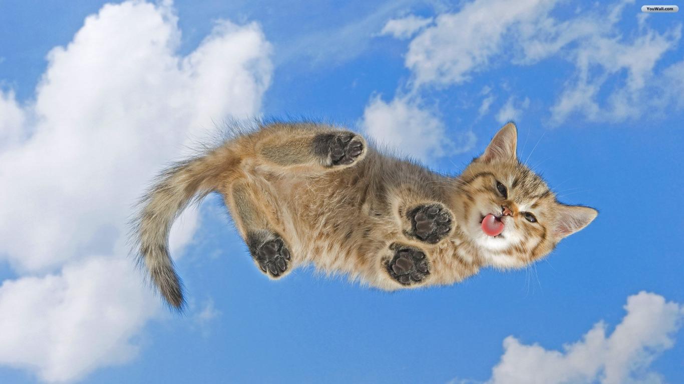 YouWall - Cat on Your Desktop Wallpaper - wallpaper,wallpapers ...