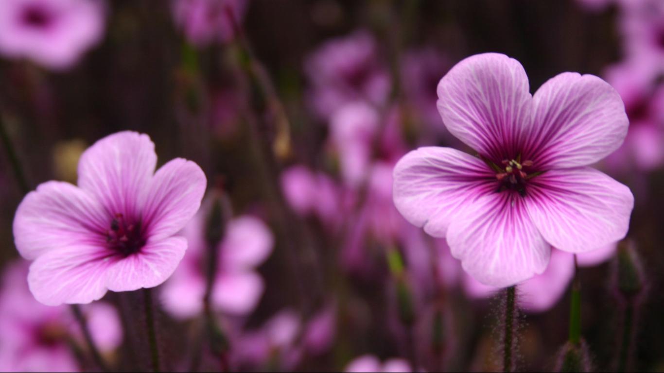 Purple Petunia desktop background image hd 1366x768 hd wallpaper ...