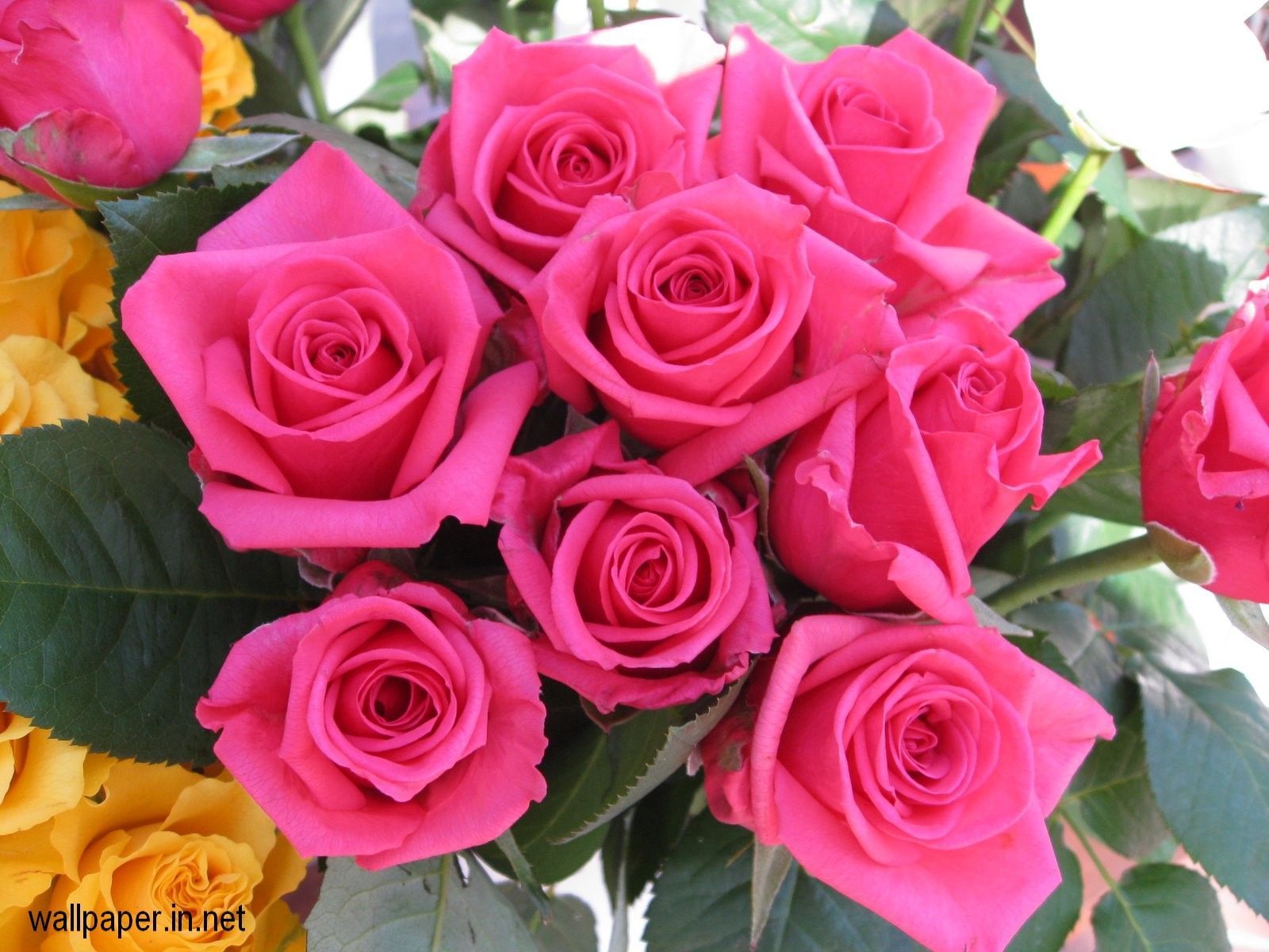 Pink Roses Wallpapers Full HD wallpaper Free Download