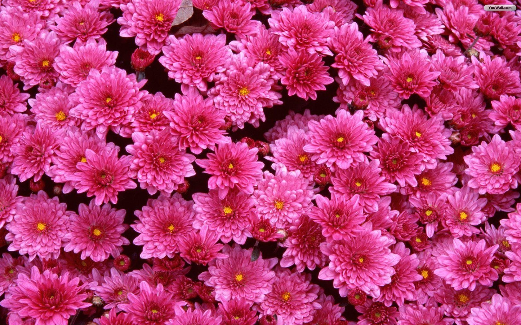 Flowers background | Flower wallpaper | images of flower | #8 Free ...