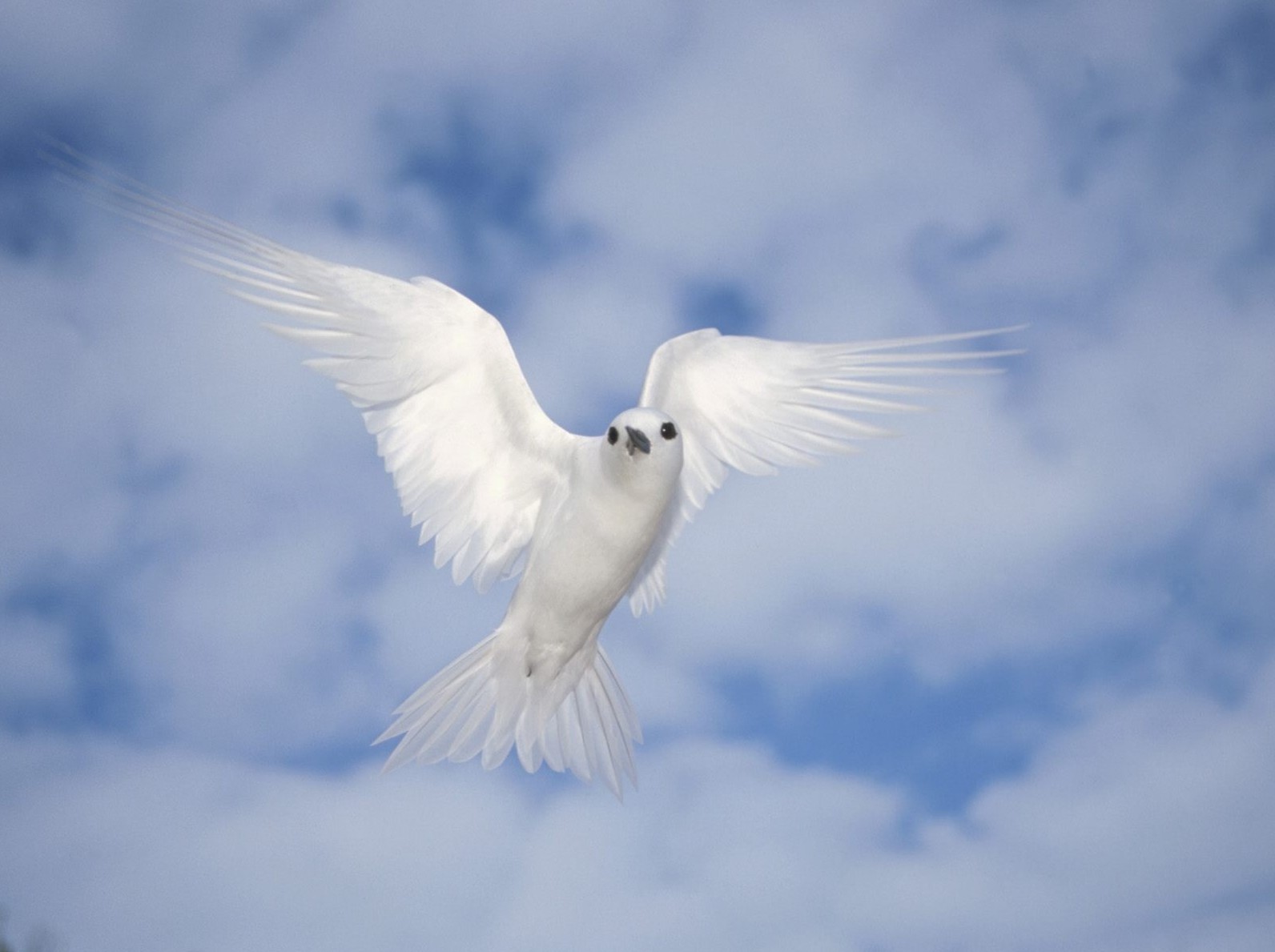 Wallpapers Holy Spirit With Jesus Dove For Truth Seekers Of ...