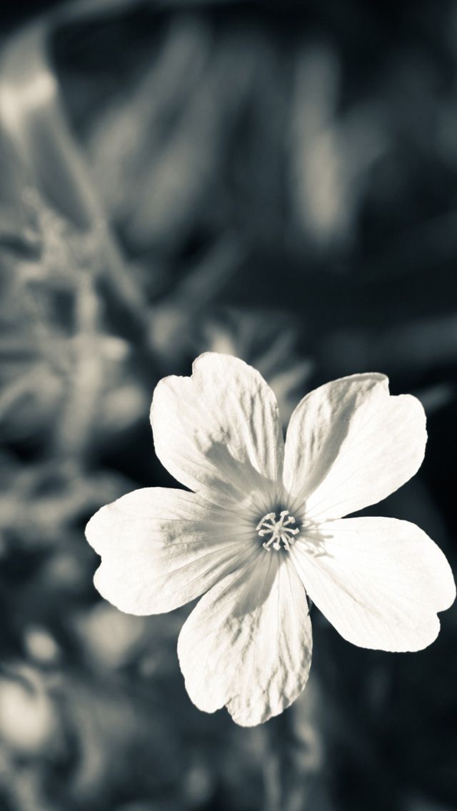 Beautiful Flower 01
