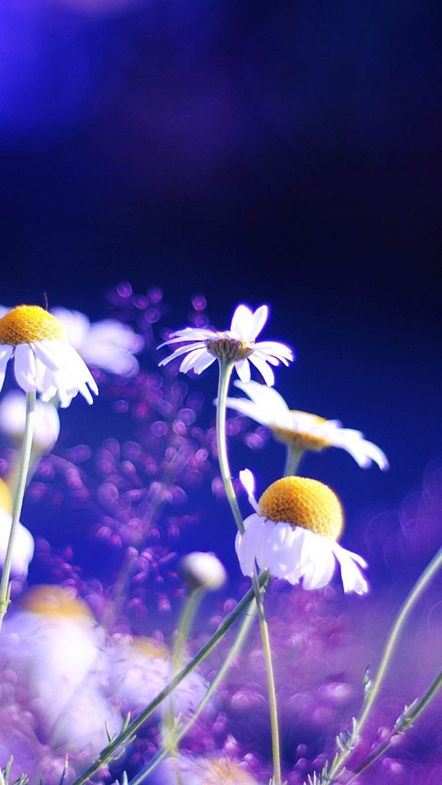 FREEIOS7 | pretty-flower - parallax HD iPhone iPad wallpaper