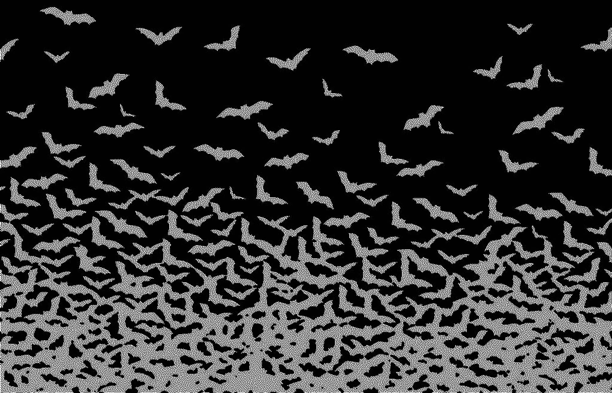Bat HD Wallpaper Bat Image Free Cool Backgrounds