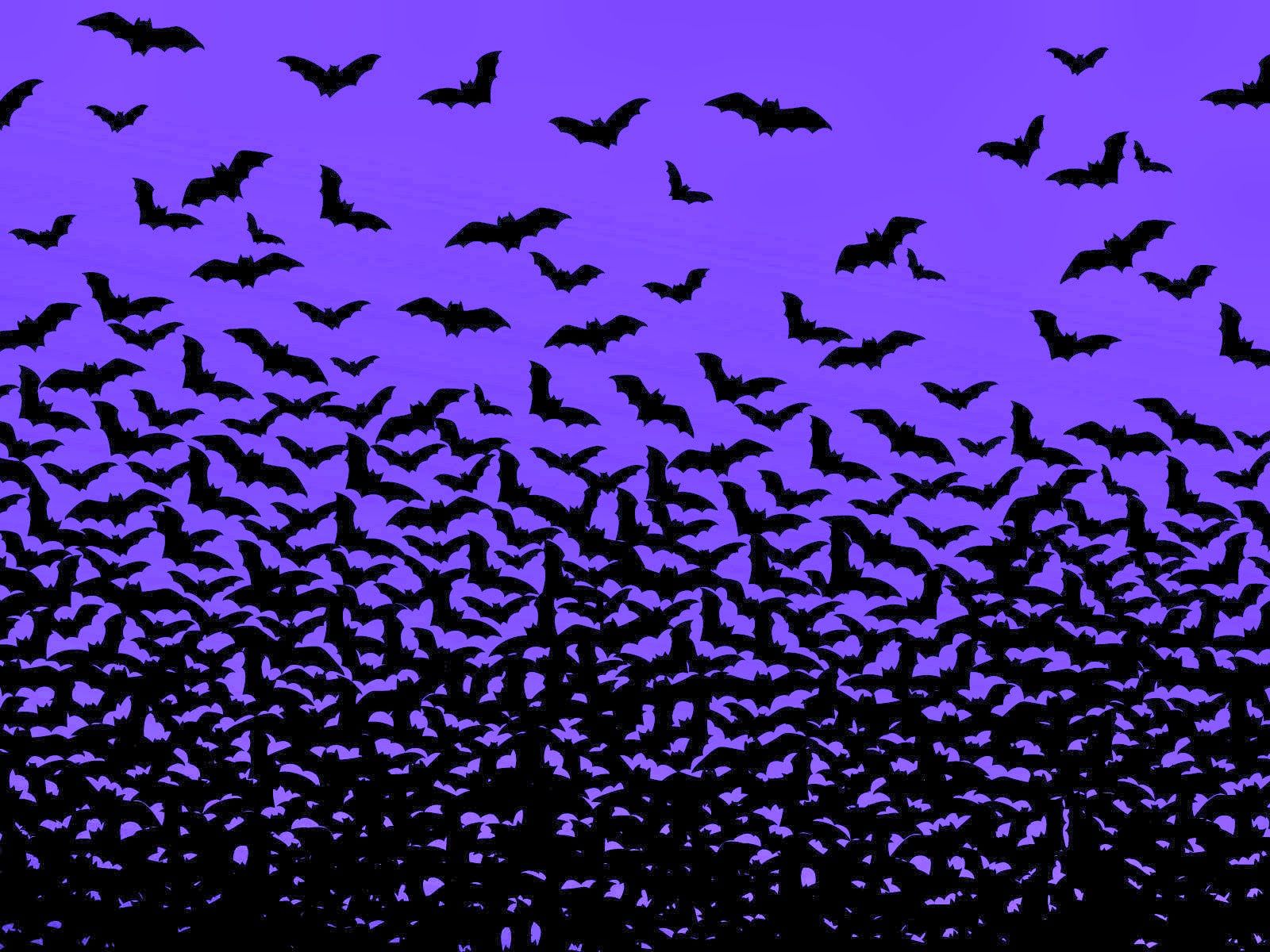 29 real bats flying in night, bats wallpaper, widescreen bat