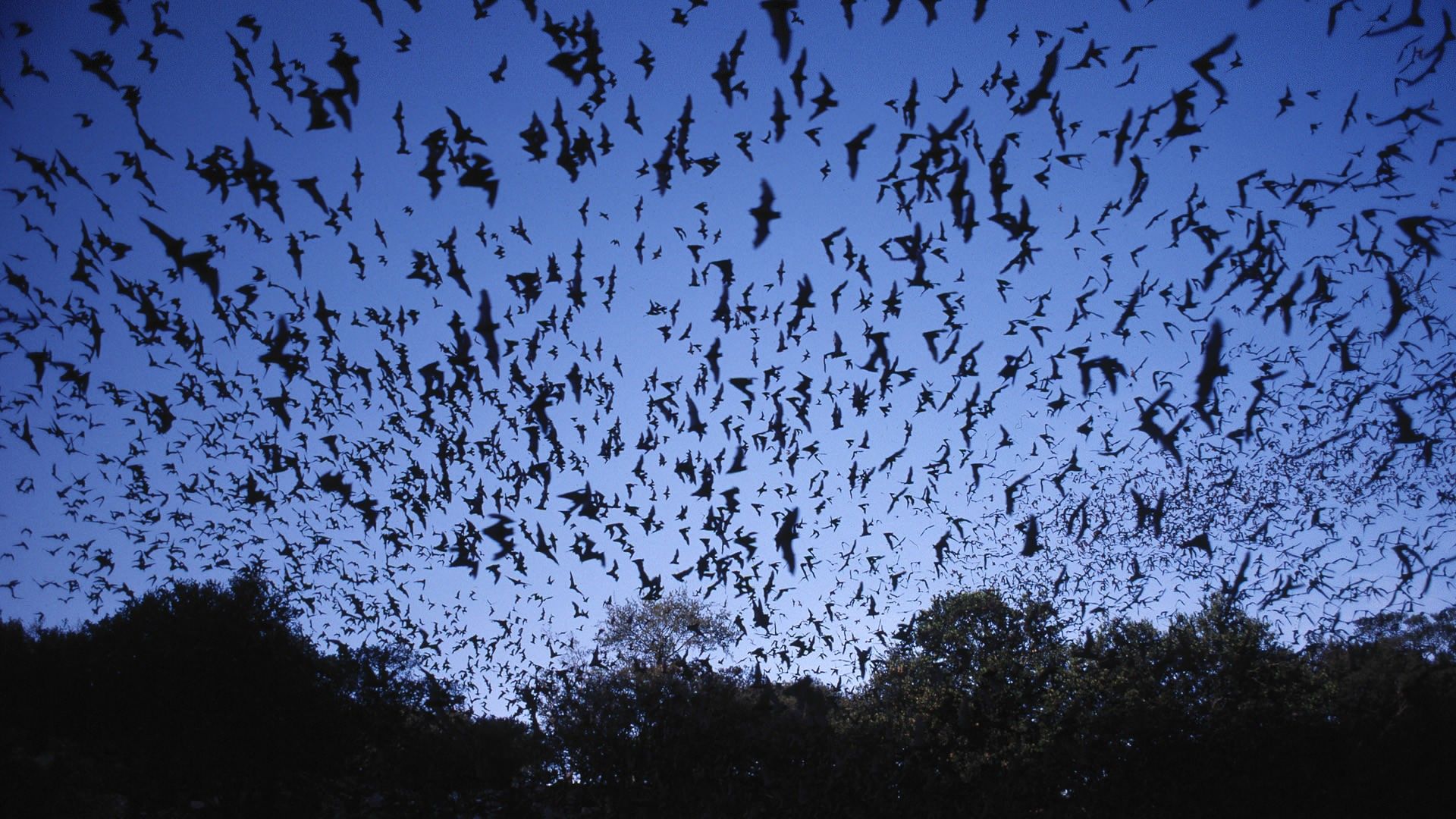 Bats wallpapers WallpaperUP