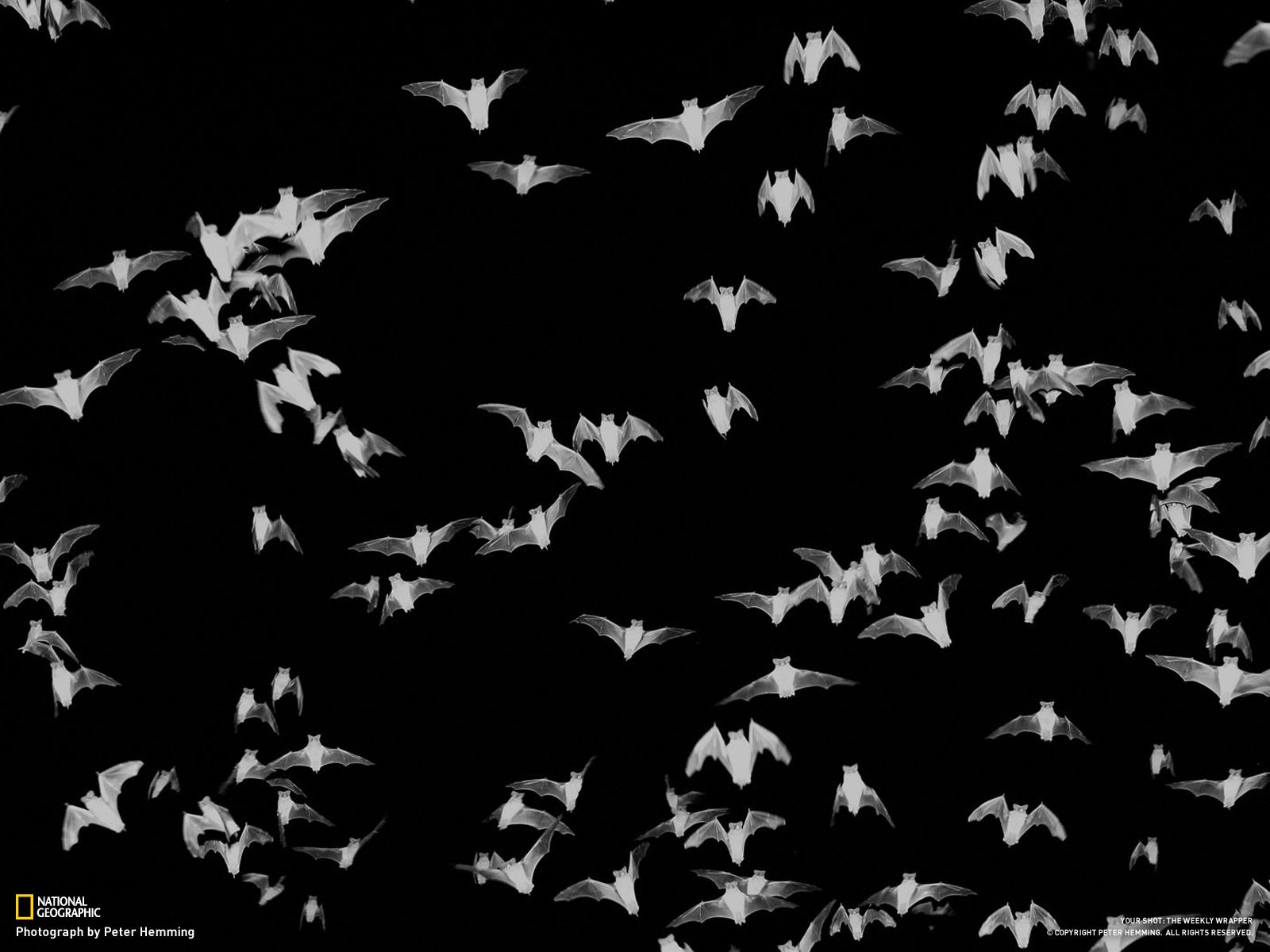 Bats BW Black wallpaper 1600x1200 64123 WallpaperUP