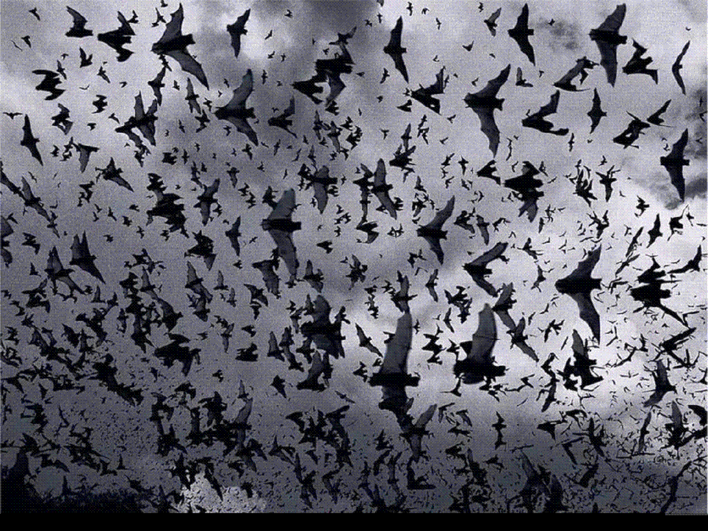 Bats Wallpapers Group (67+)