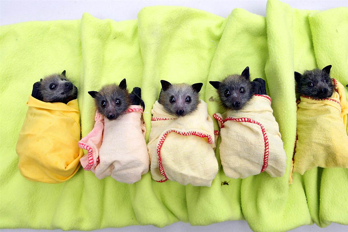 Cute baby bats wallpaper