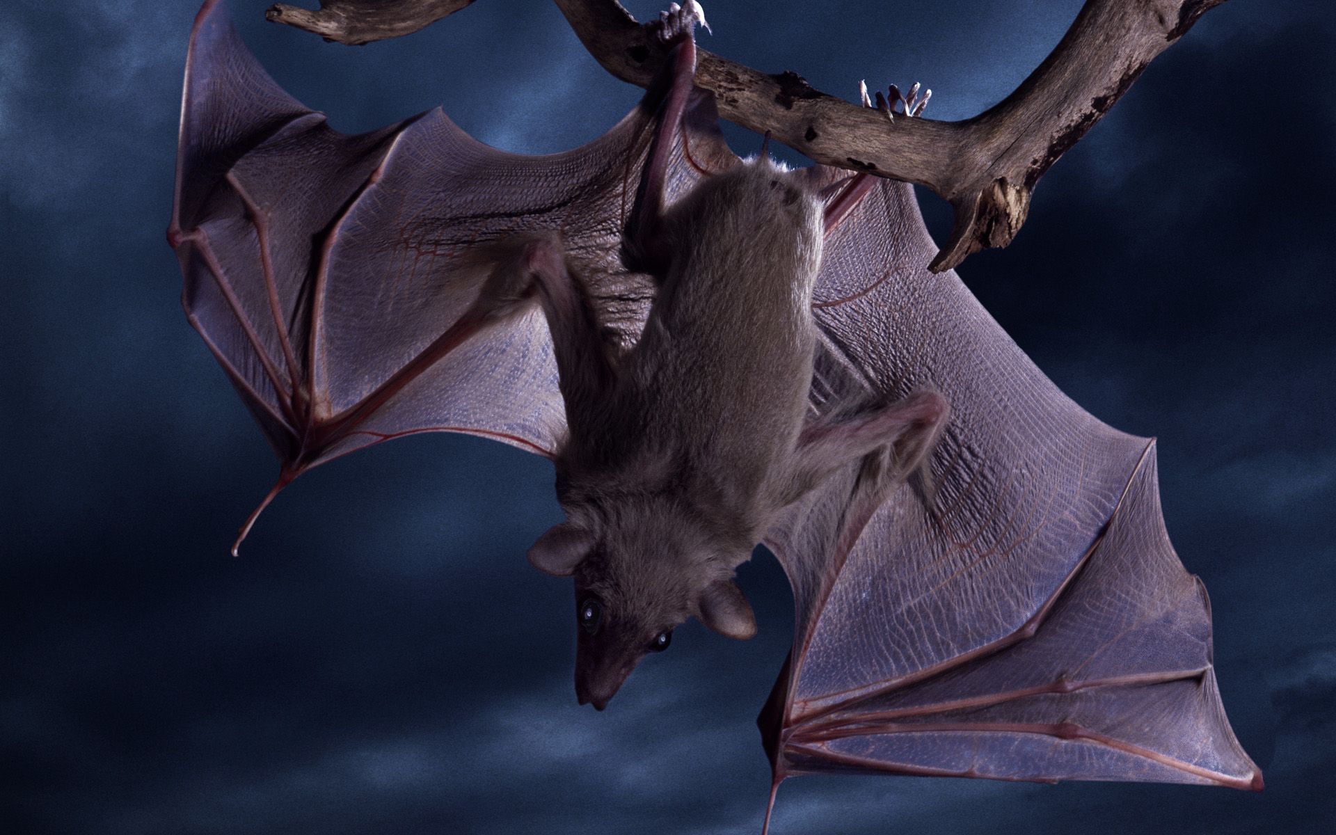 1 Mexican Free tailed Bat HD Wallpapers Backgrounds - Wallpaper